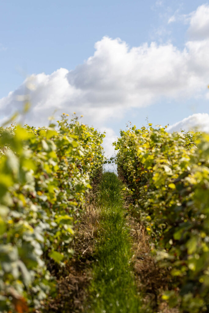 Vignoble de la Vallée de la Marne - Champagne Jean Hû, vigneron indépendant