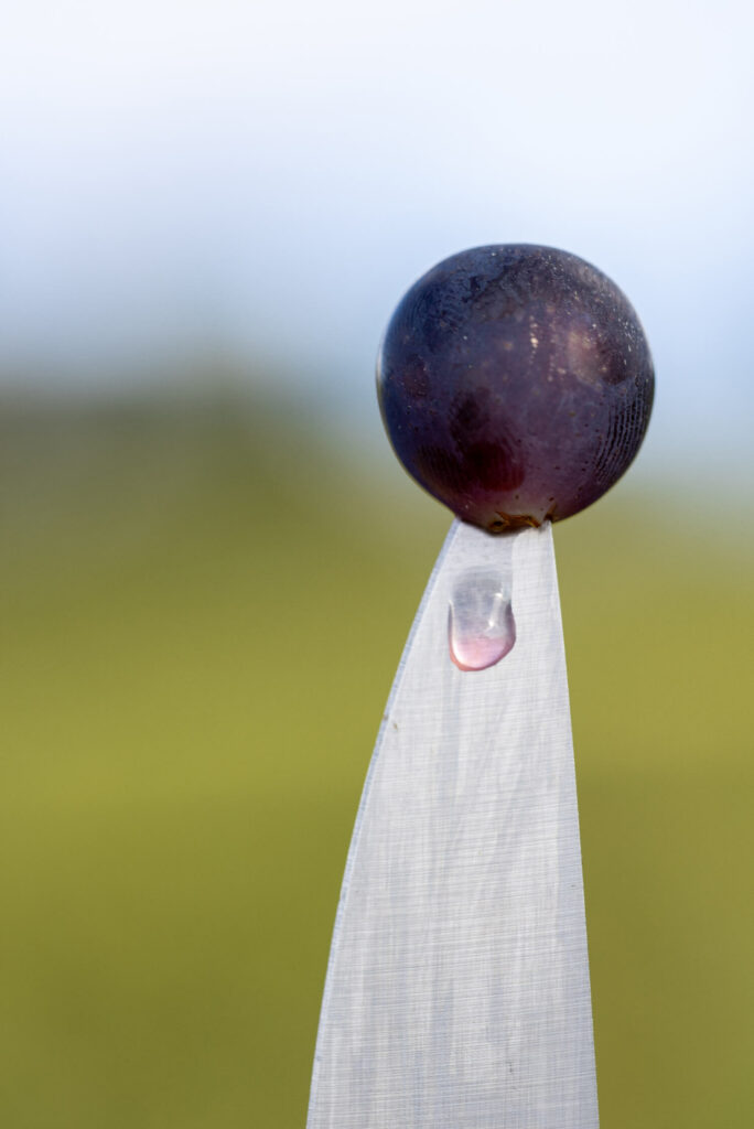 Raisin de Meunier du Champagne Jean Hû dans la Vallée de la Marne